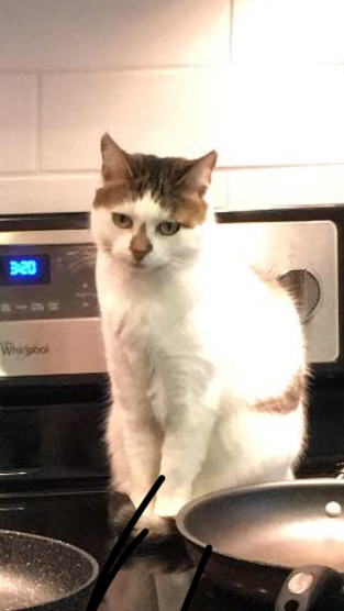 Image of Flo, Lost Cat