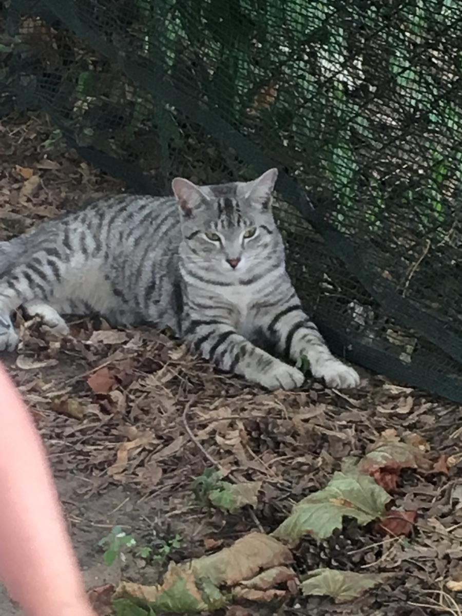 Image of Alpha, Lost Cat