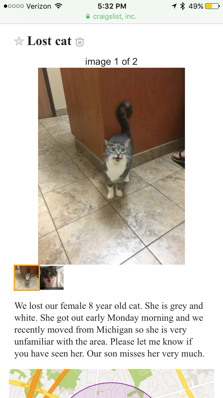 Image of Polly, Lost Cat