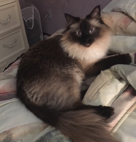 Image of Miso, Lost Cat