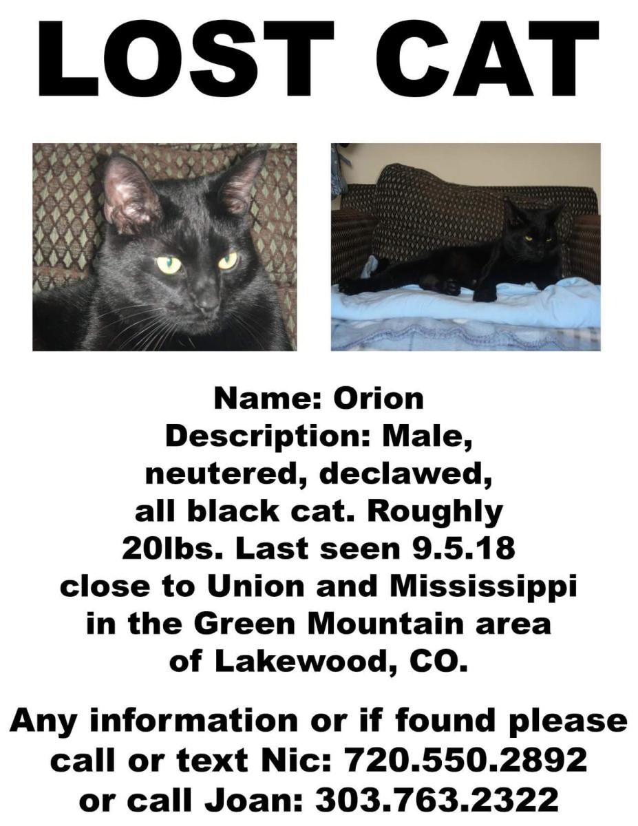 Image of Orion, Lost Cat