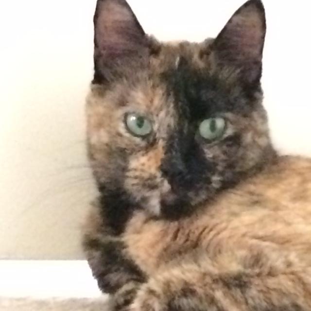 Image of Romie, Lost Cat