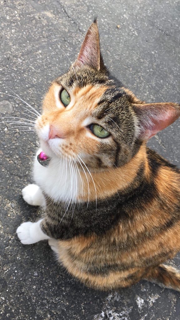 Image of Maybelle, Lost Cat