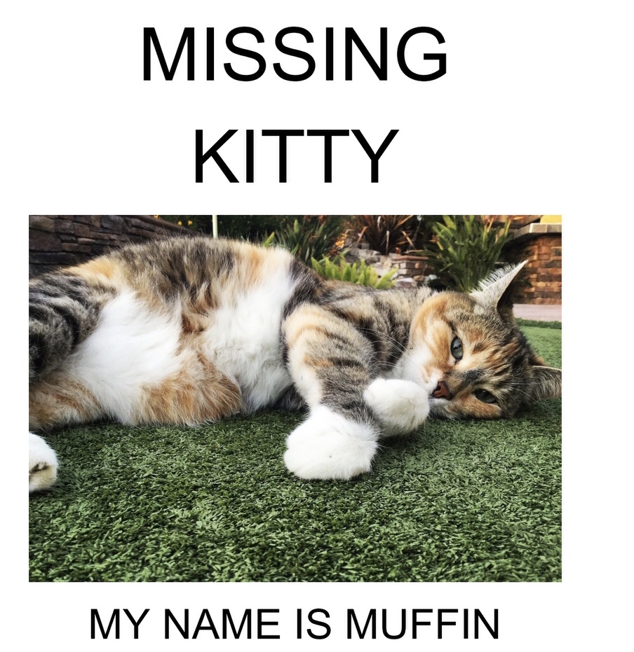 Image of Muffin, Lost Cat