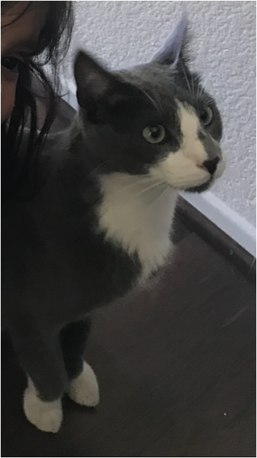 Image of Eclipse, Lost Cat