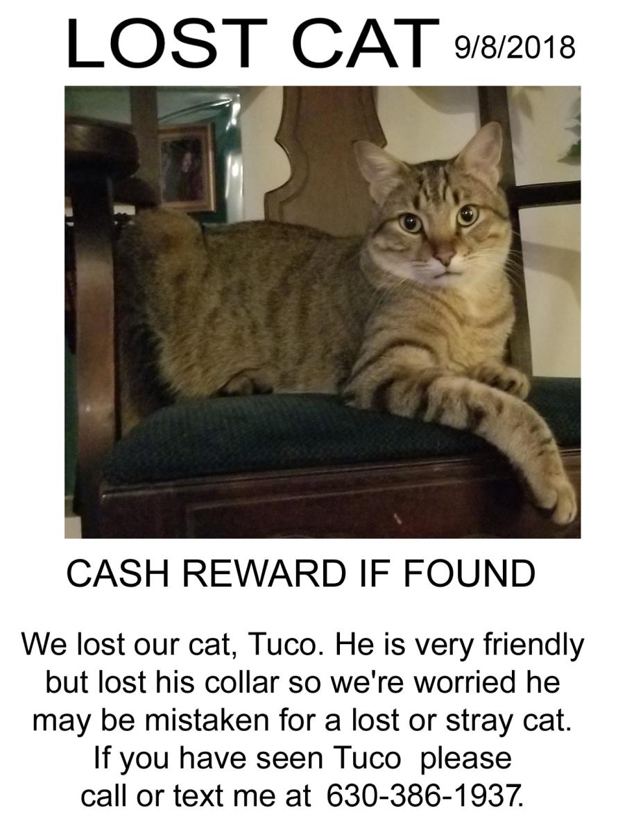 Image of Tuco, Lost Cat