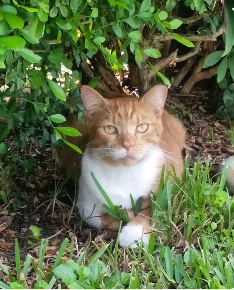 Image of Rusty, Lost Cat