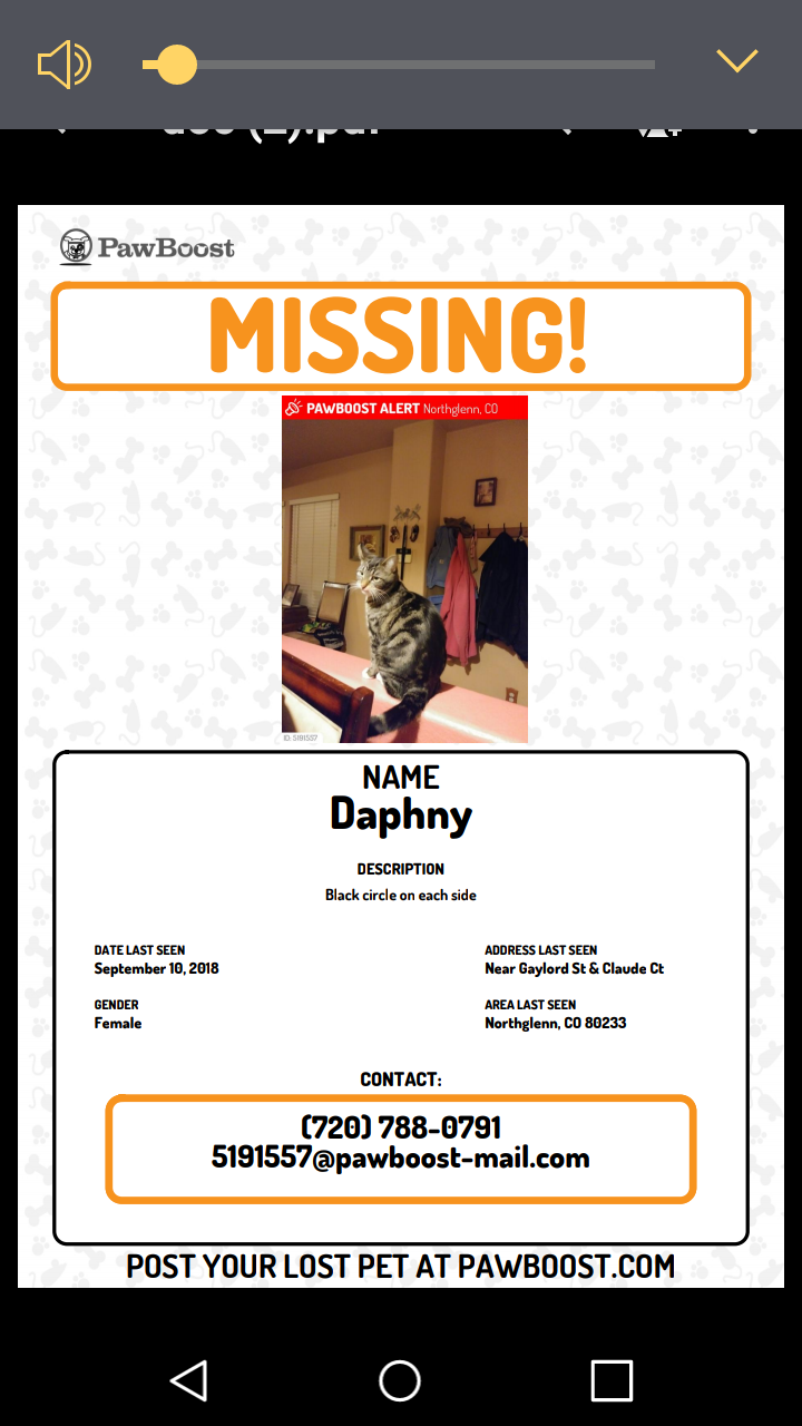 Image of Daphny, Lost Cat