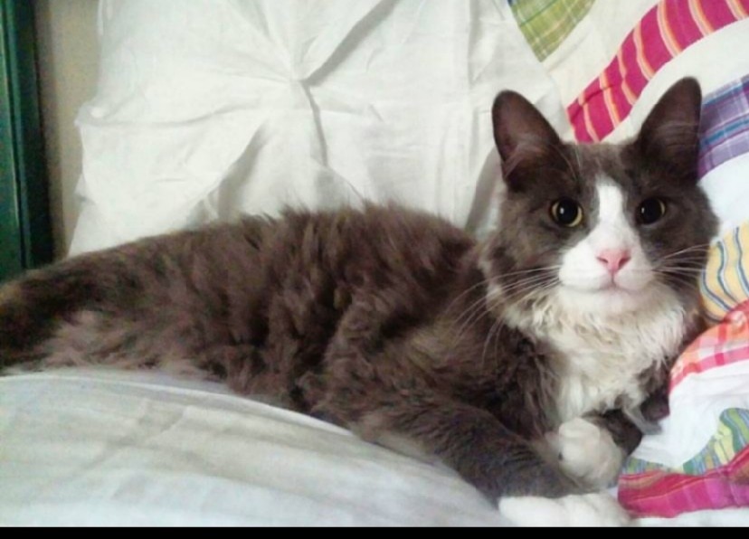 Image of Stewart, Lost Cat