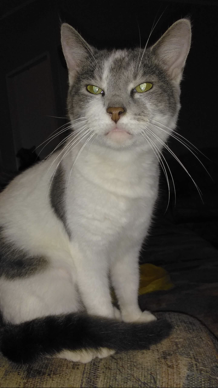 Image of Dakota, Lost Cat