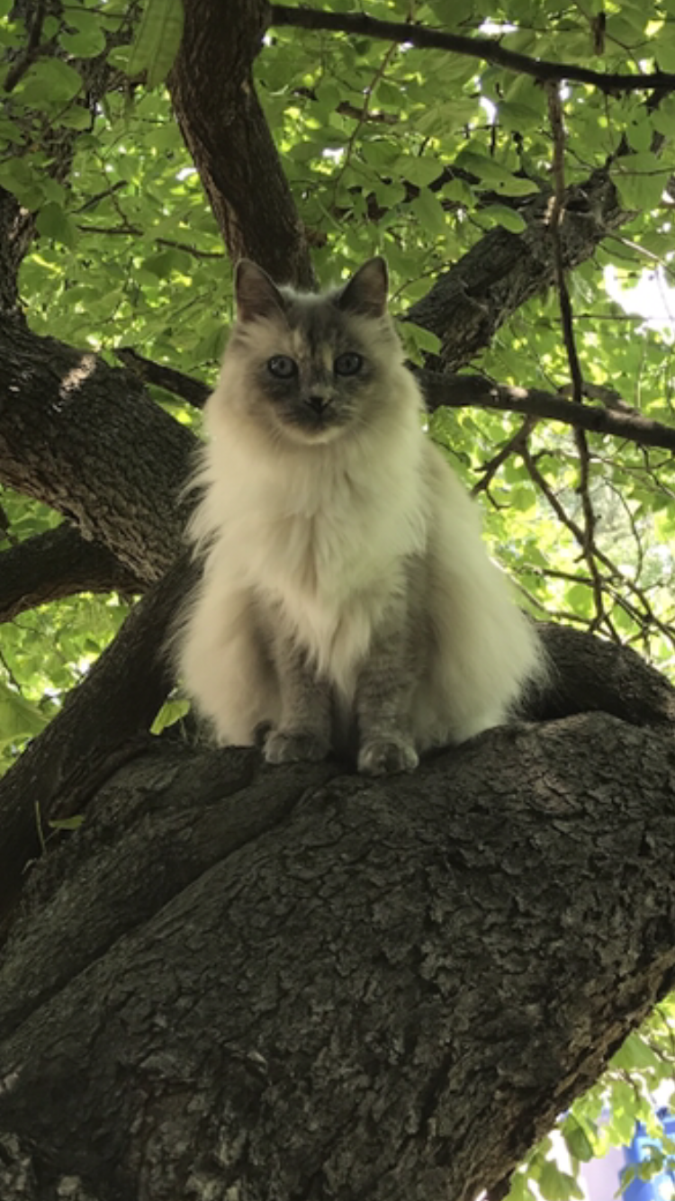 Image of Jezebel, Lost Cat