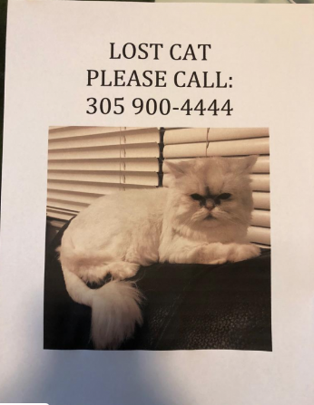 Image of shefria, Lost Cat