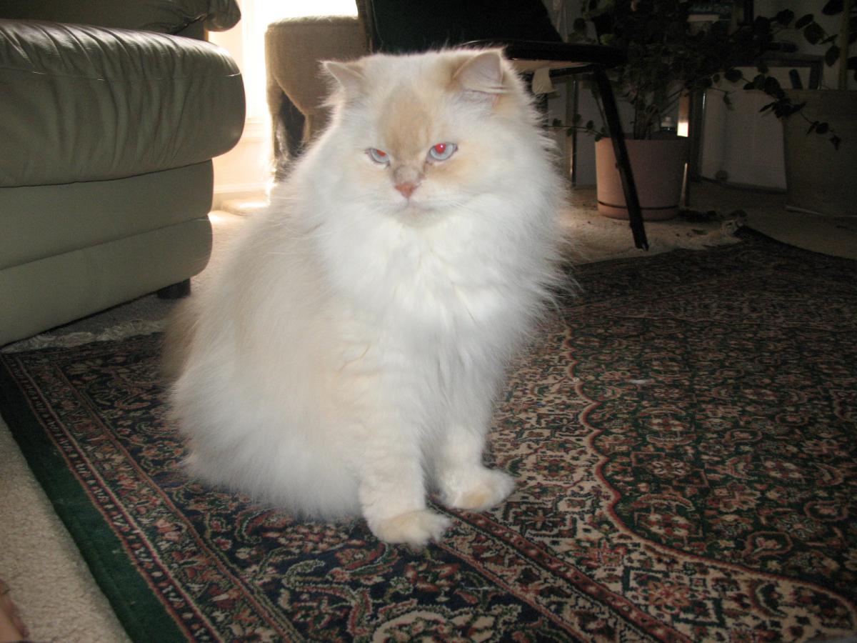 Image of Chitta, Lost Cat