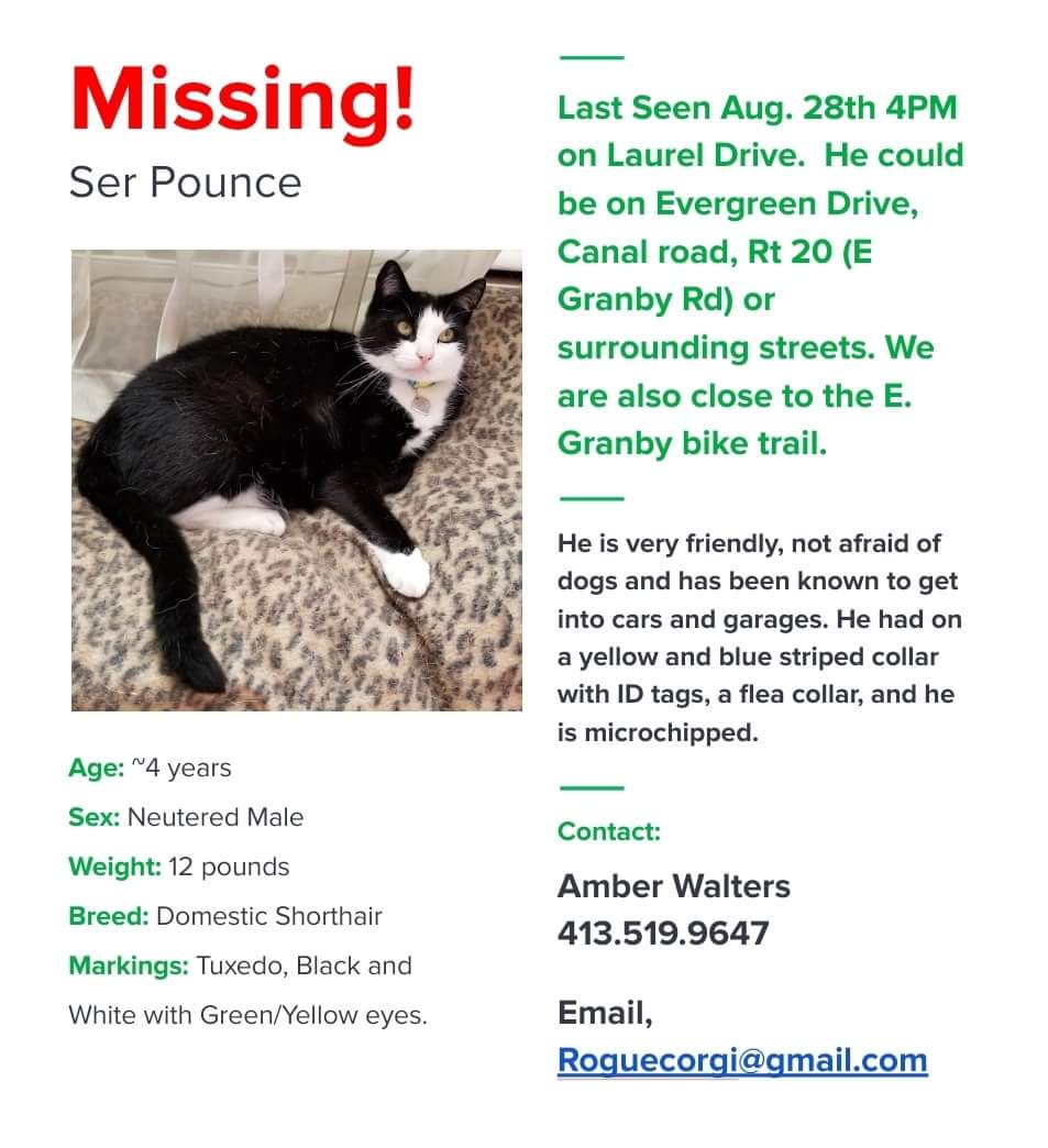 Image of Ser Pounce, Lost Cat