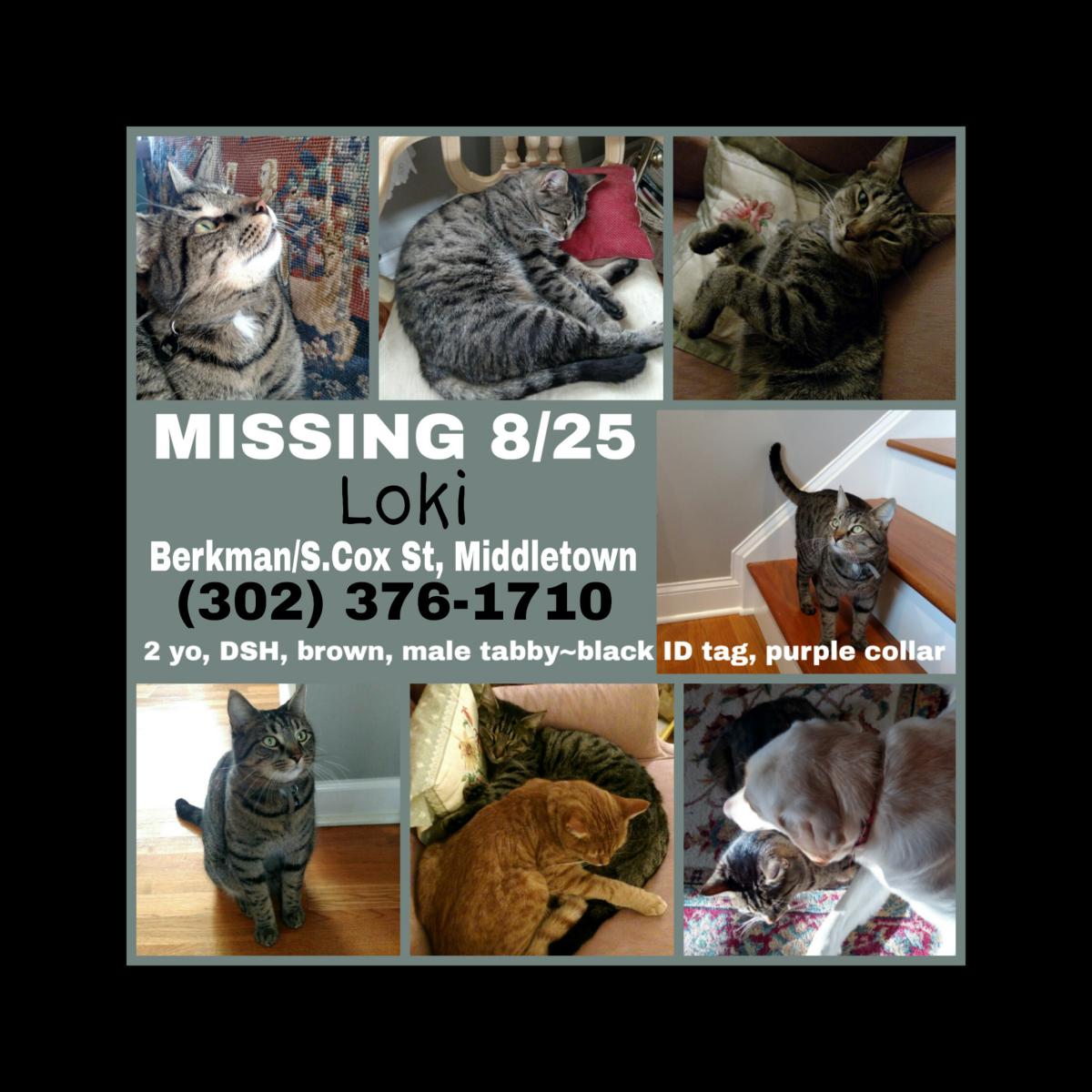 Image of Loki, Lost Cat