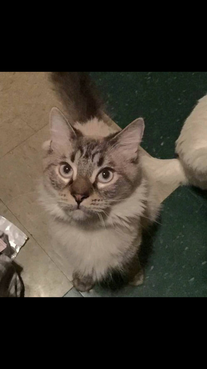 Image of Ziggy, Lost Cat