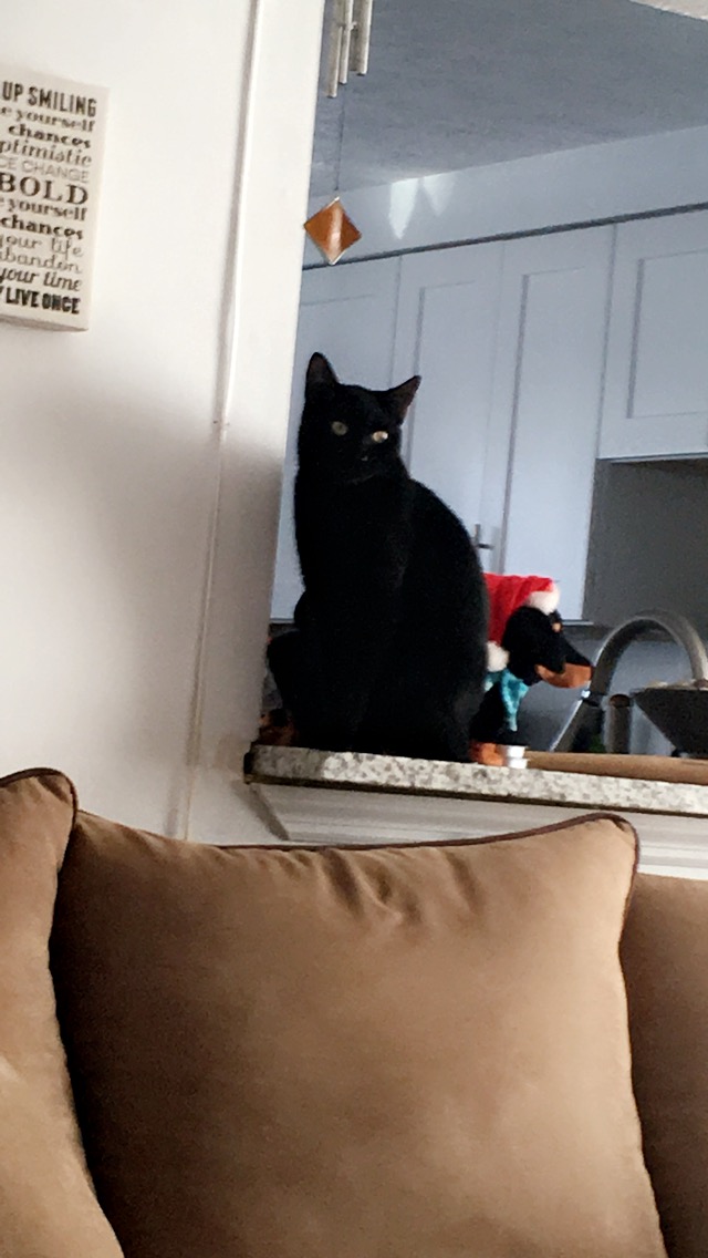 Image of Pablo, Lost Cat