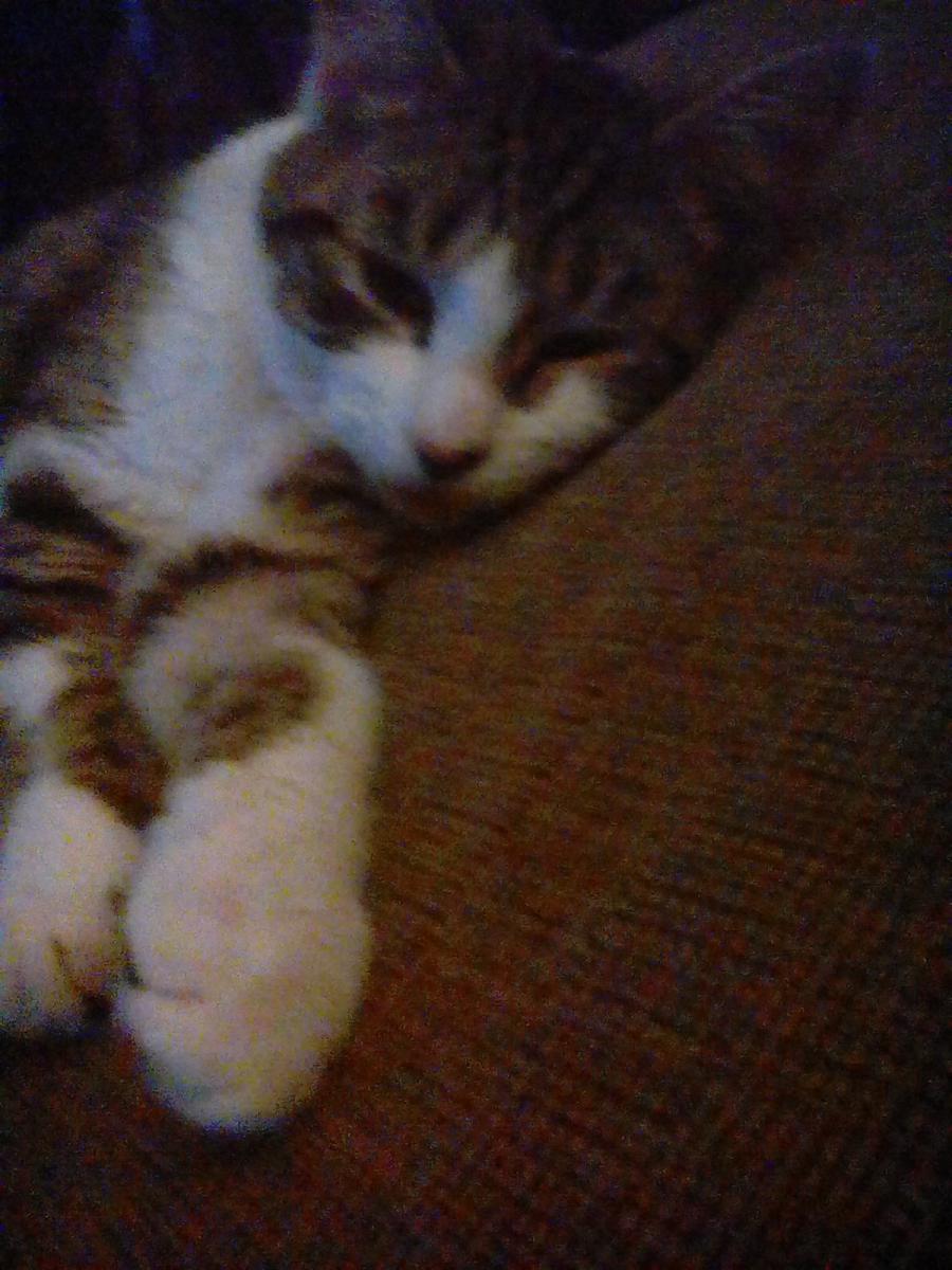 Image of Oskar, Lost Cat