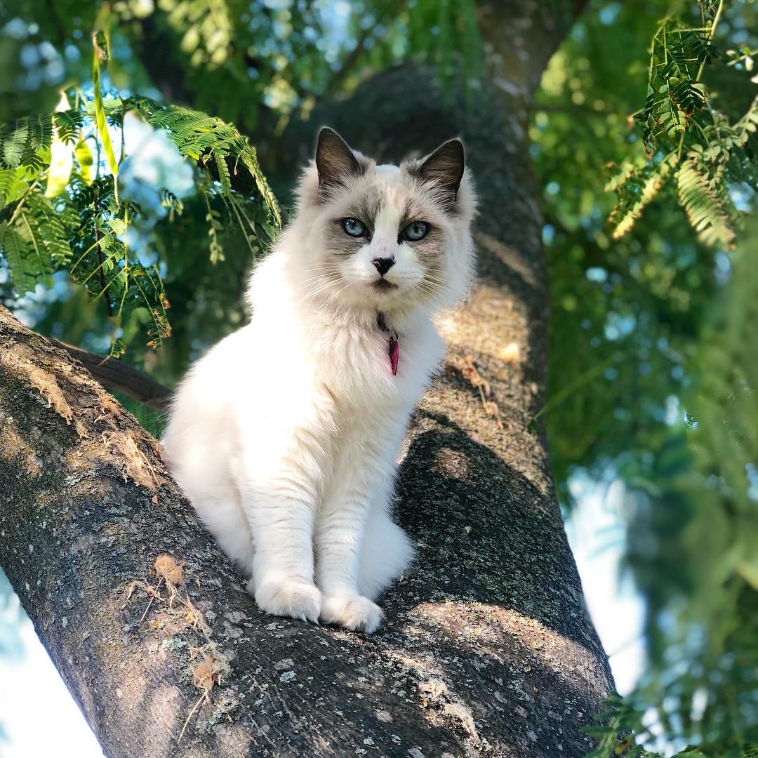 Image of Tinkerbell, Lost Cat