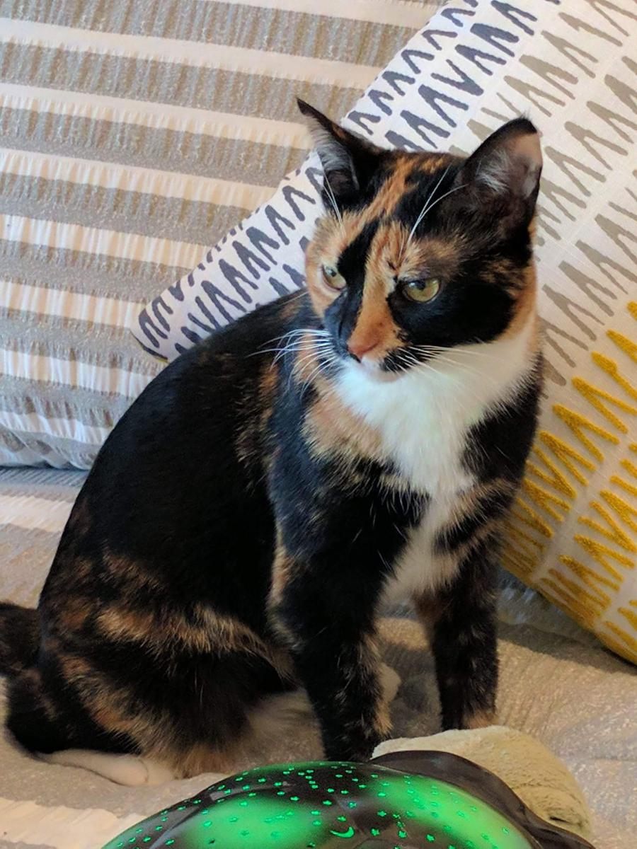 Image of Cali Connell, Lost Cat