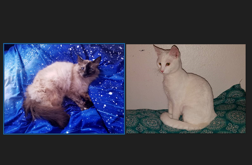 Image of Tiramisu and Lunette, Lost Cat