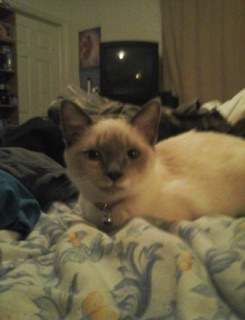 Image of Adeline, Lost Cat