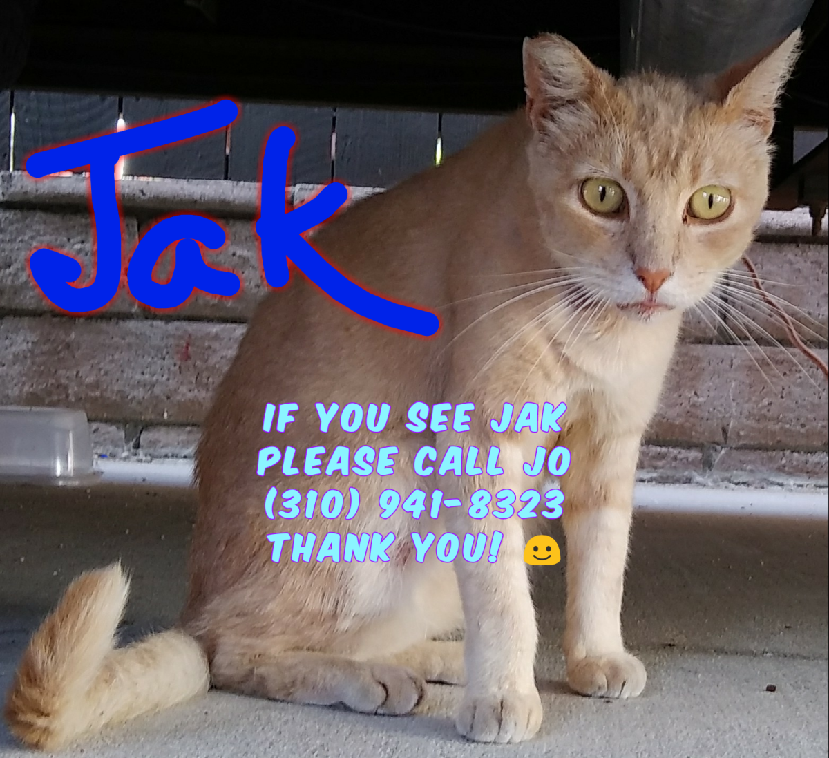 Image of Jak, Lost Cat