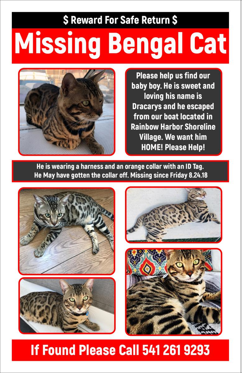 Image of Dracarys, Lost Cat