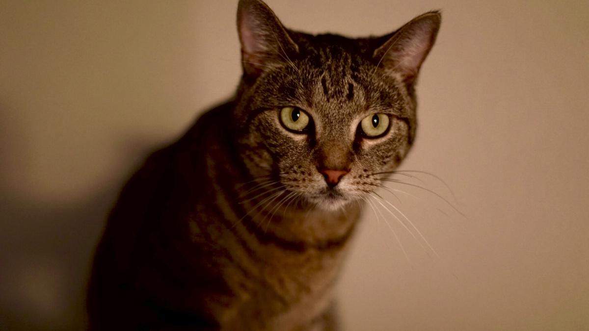 Image of Harvey, Lost Cat