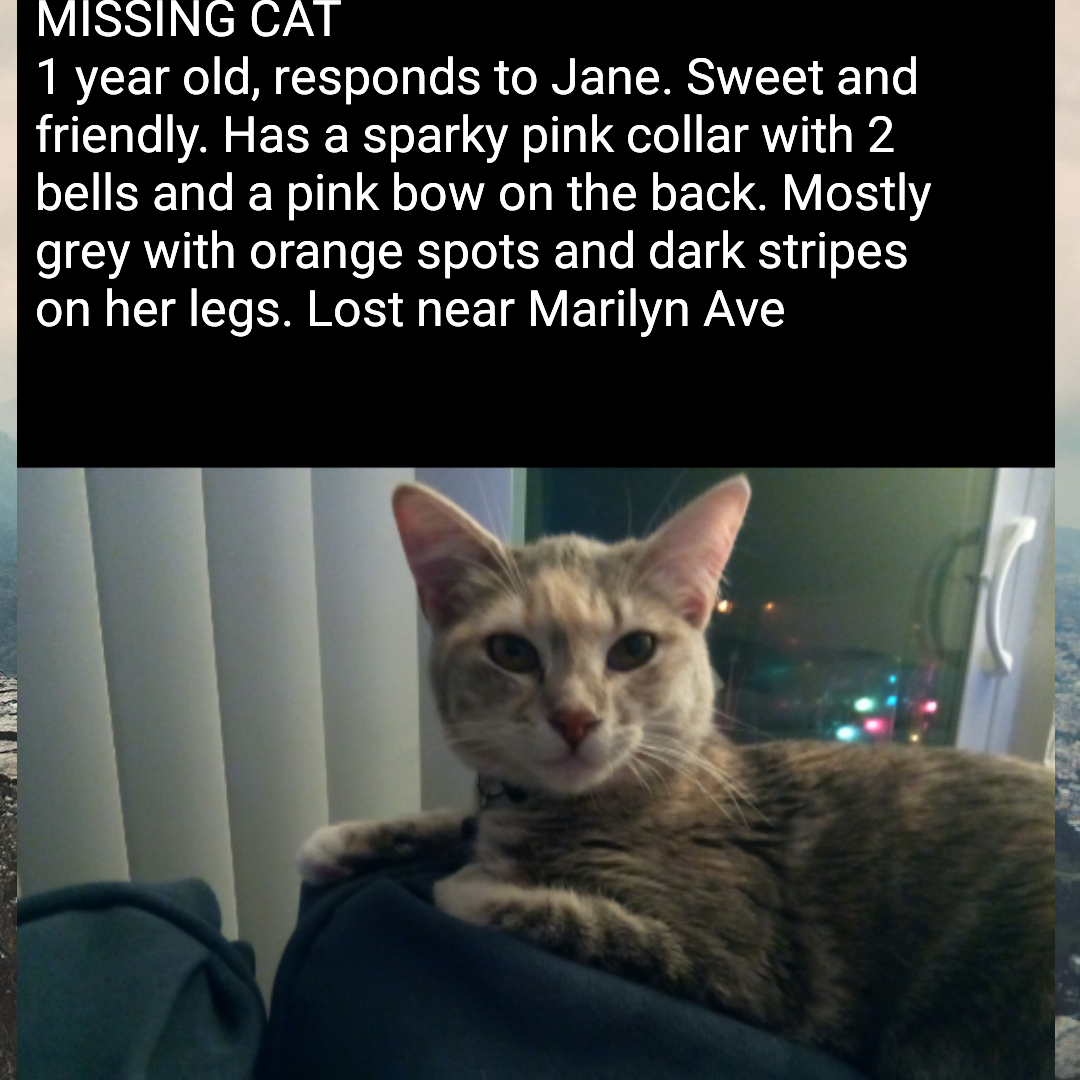 Image of Jane, Lost Cat