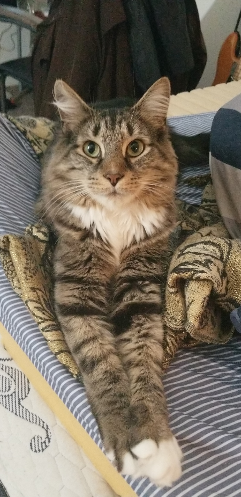 Image of Raichu, Lost Cat