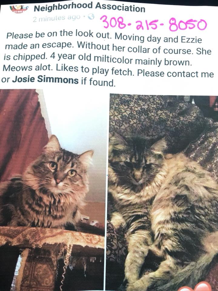 Image of Ezzy, Lost Cat