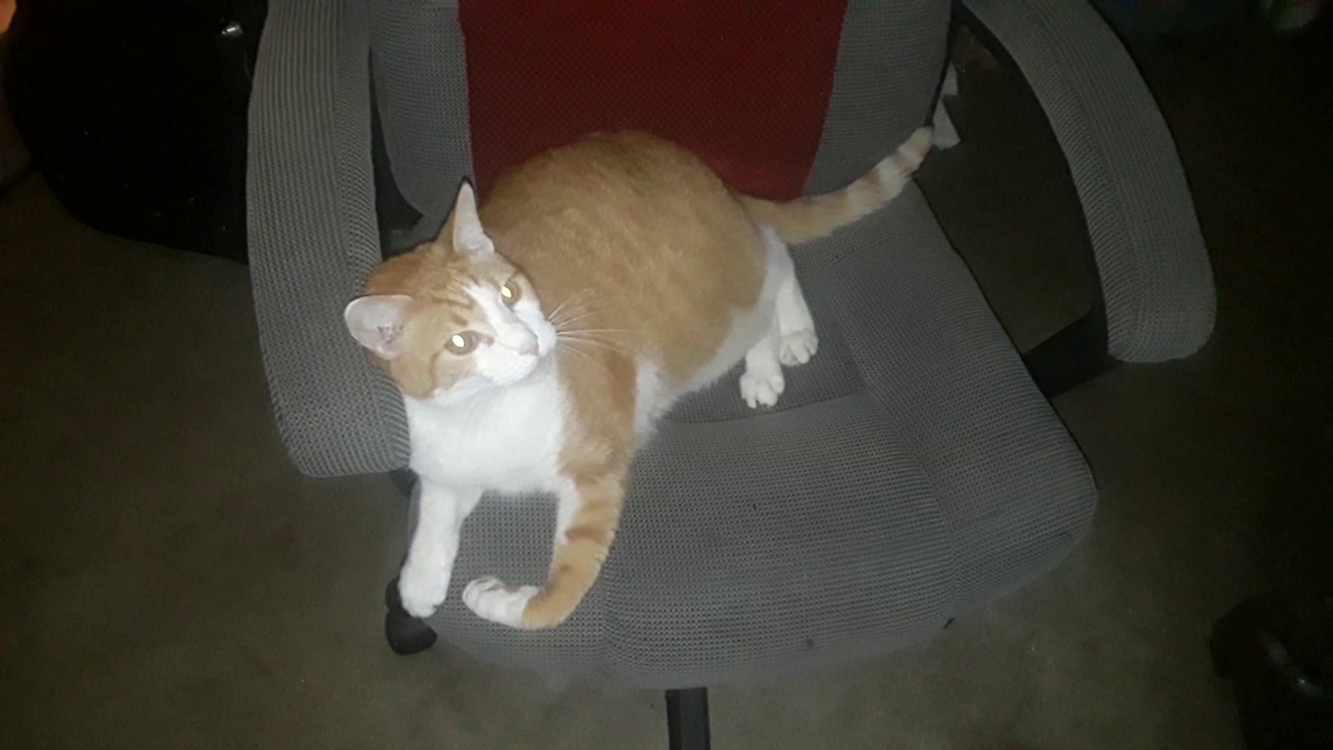 Image of Brian, Lost Cat