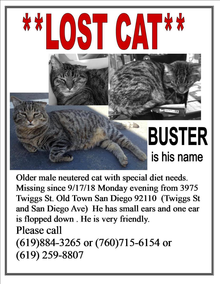 Image of Buster, Lost Cat