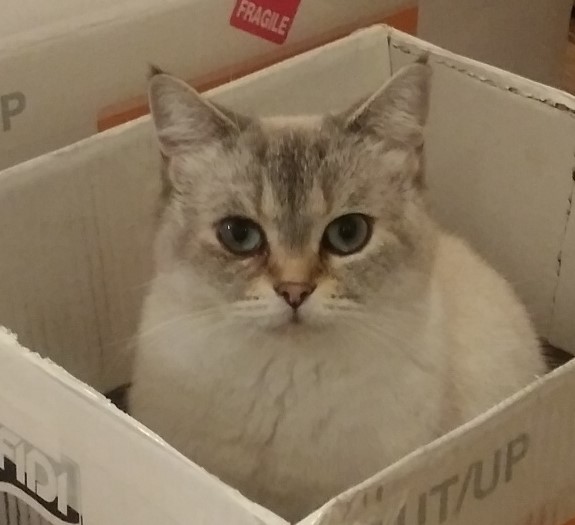 Image of Ipsy (ee-psee), Lost Cat