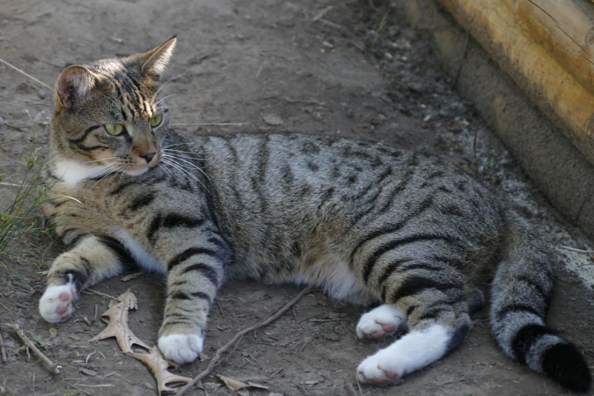 Image of Motya, Lost Cat