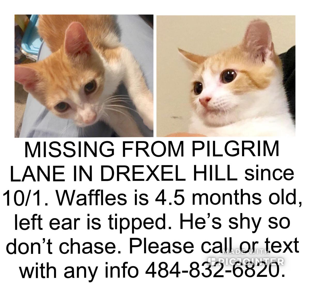 Image of Waffles, Lost Cat