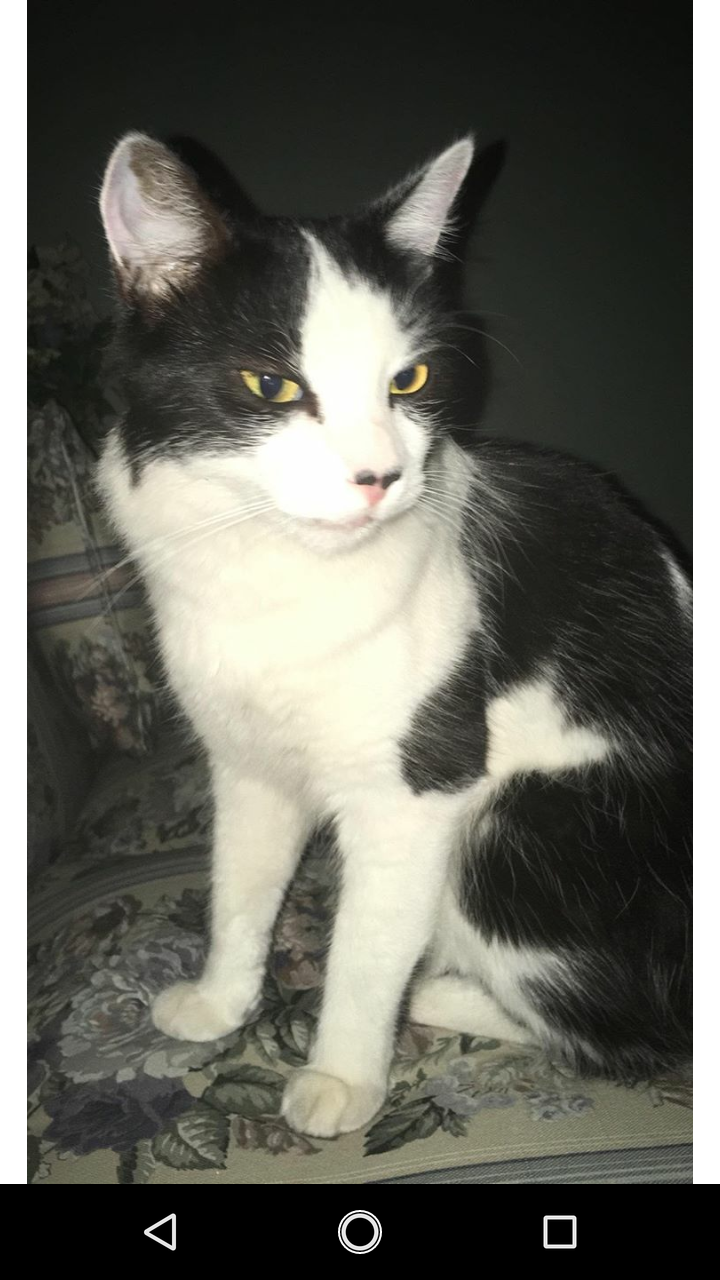 Image of Maxi, Lost Cat
