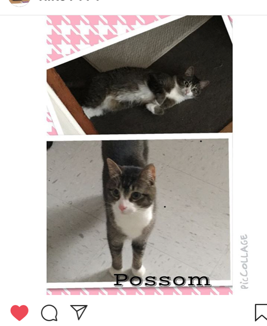 Image of Possom, Lost Cat