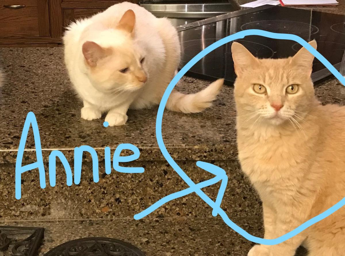Image of Annie, Lost Cat