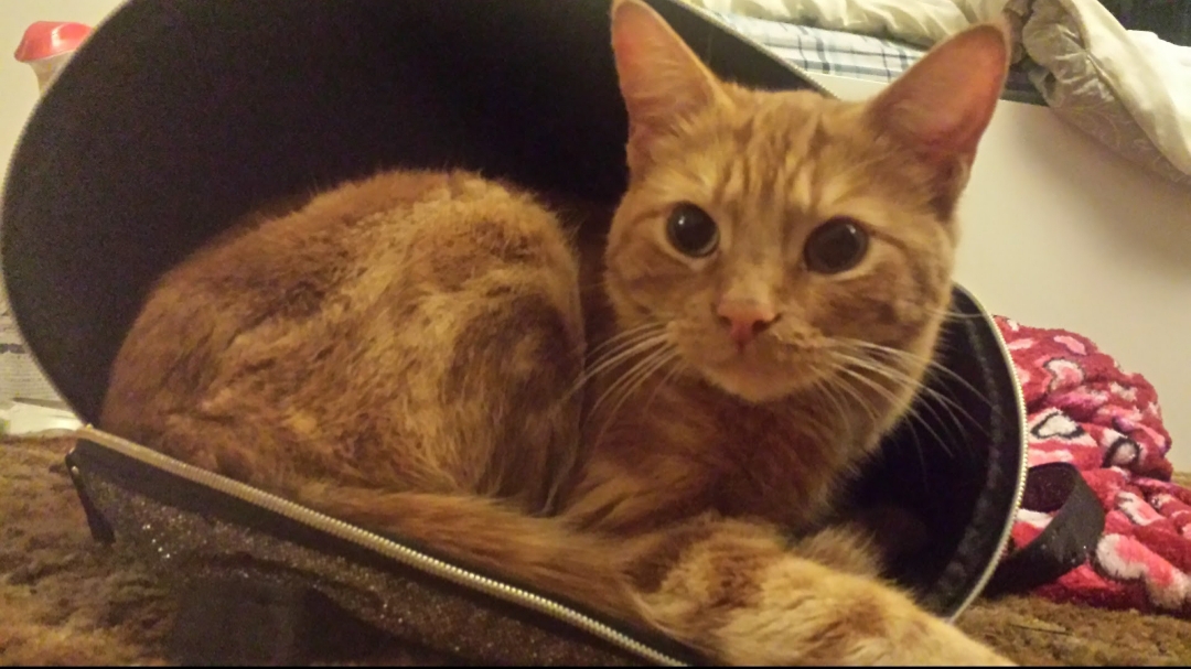 Image of Cheddah, Lost Cat