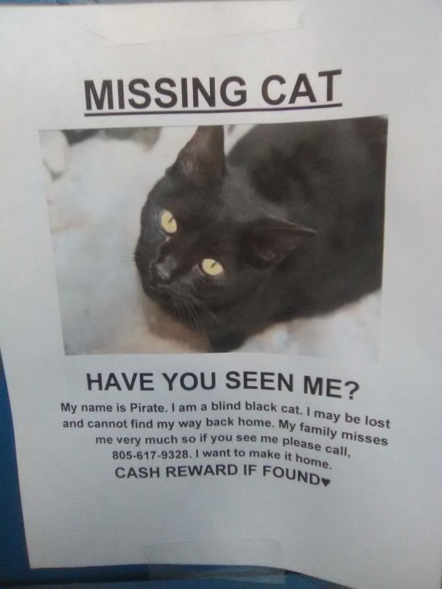 Image of Pirate, Lost Cat