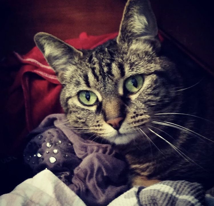 Image of Keewee, Lost Cat