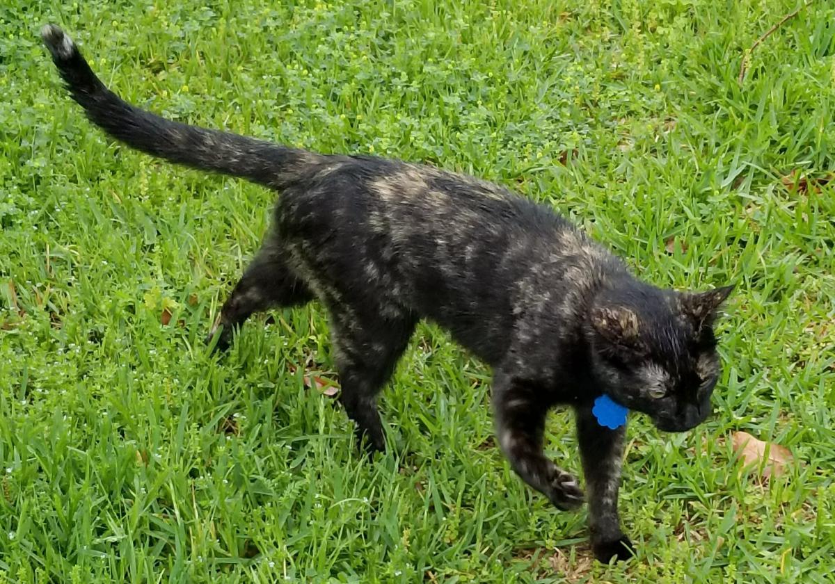 Image of Milo (Mylo), Lost Cat