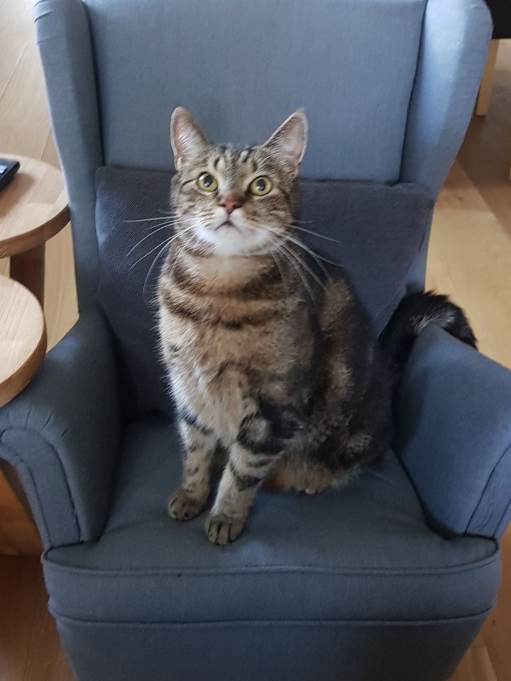 Image of Harald, Lost Cat