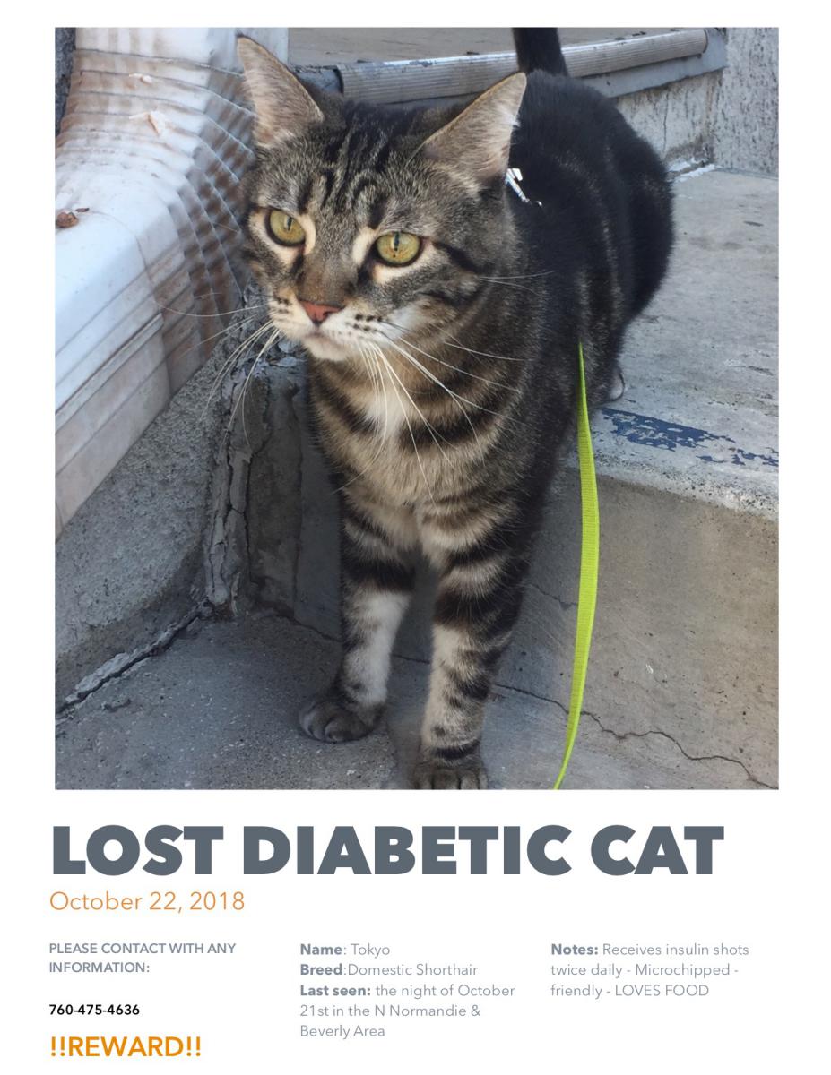 Image of Tokyo, Lost Cat