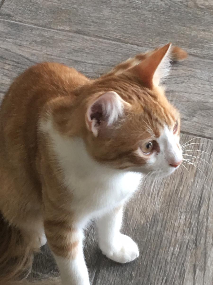 Image of Buzz, Lost Cat