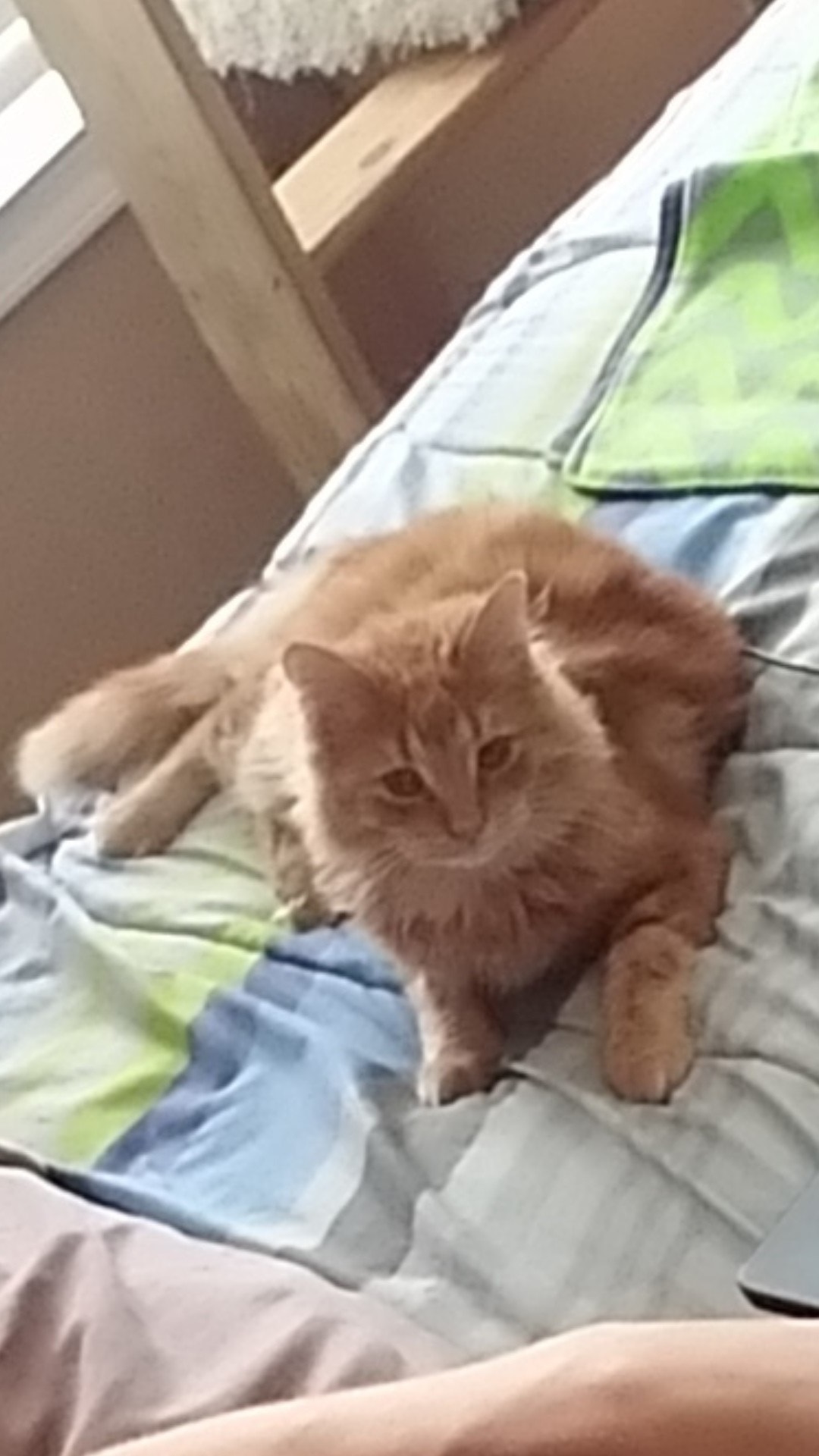 Image of Beaker, Lost Cat