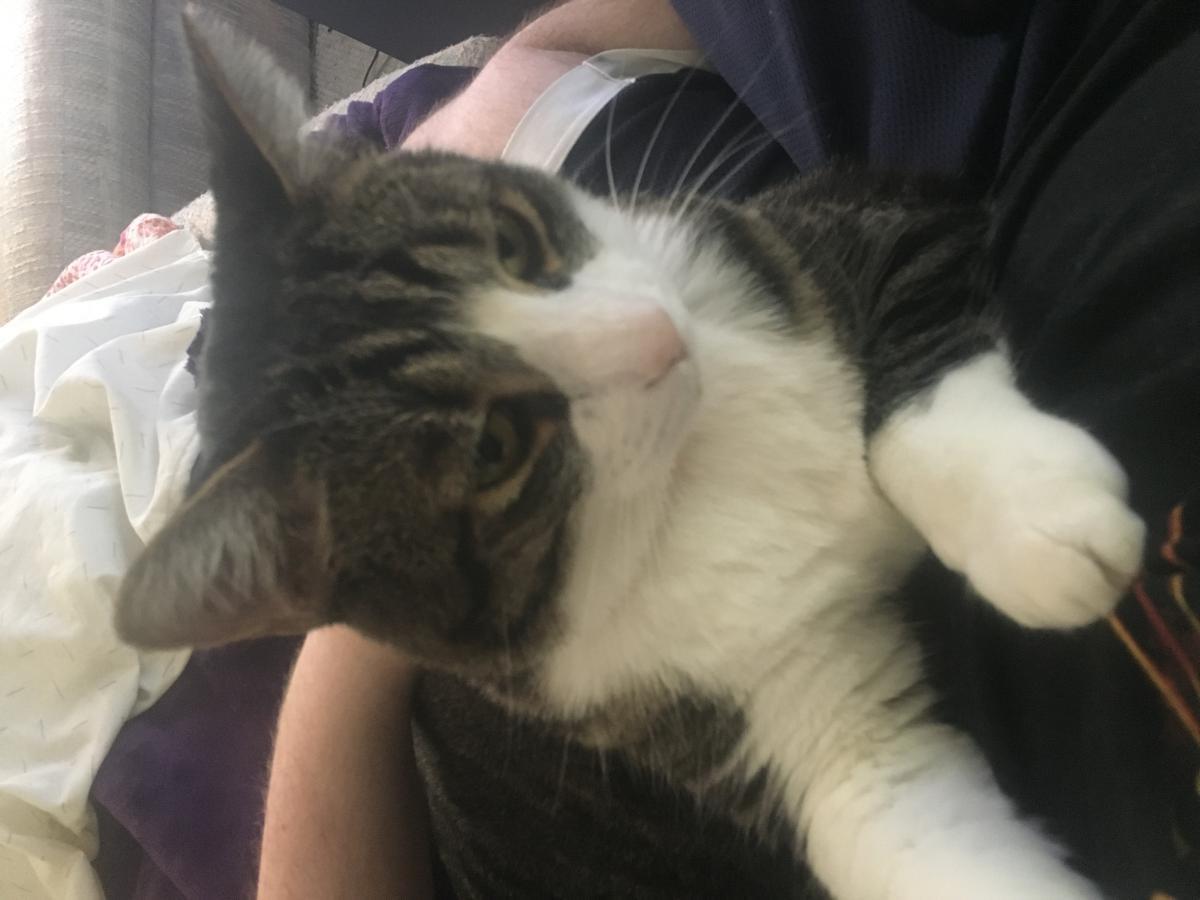 Image of Oliver, Found Cat