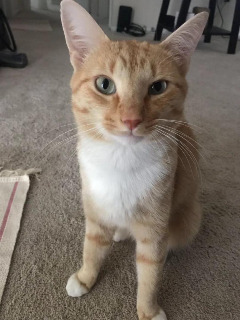 Image of Link, Lost Cat